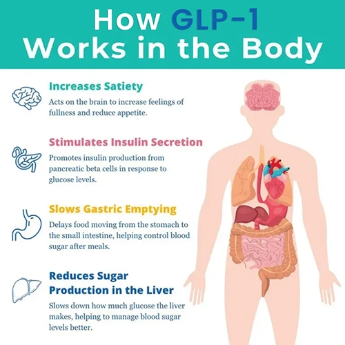 A graphic showing how GLP-1 works within the body