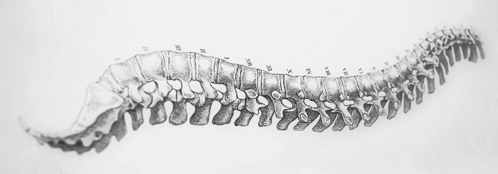 A 2-D drawing showing a diagram of the spine